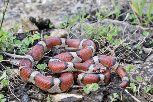 Eastern Milksnake (Lampropeltis triangulum)