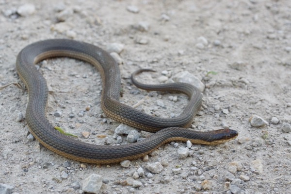Graham’s Crawfish Snake (Regina grahamii)