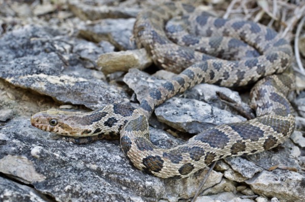 Western Foxsnake (Pantherophis ramspotti)