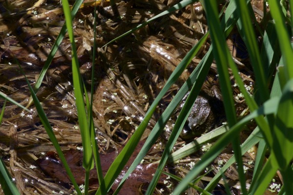 Green Frog (Lithobates clamitans)