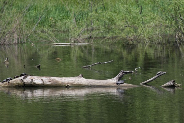 Northern False Map Turtle (Graptemys pseudogeographica pseudogeographica)