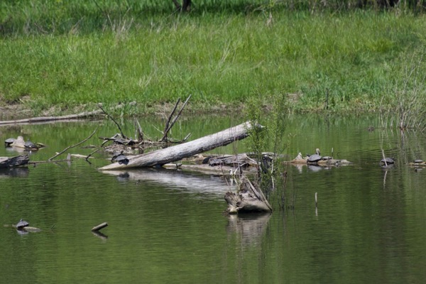 Northern False Map Turtle (Graptemys pseudogeographica pseudogeographica)