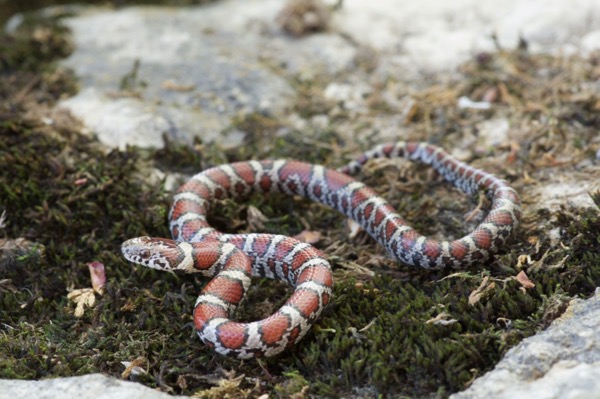 Eastern Milksnake (Lampropeltis triangulum)