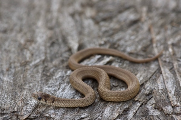 Dekay’s Brownsnake (Storeria dekayi)