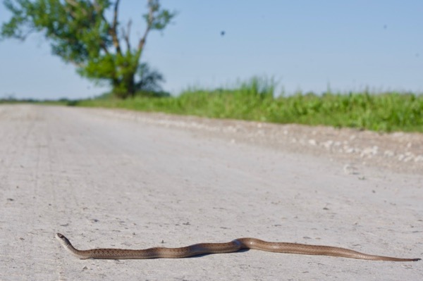 Dekay’s Brownsnake (Storeria dekayi)