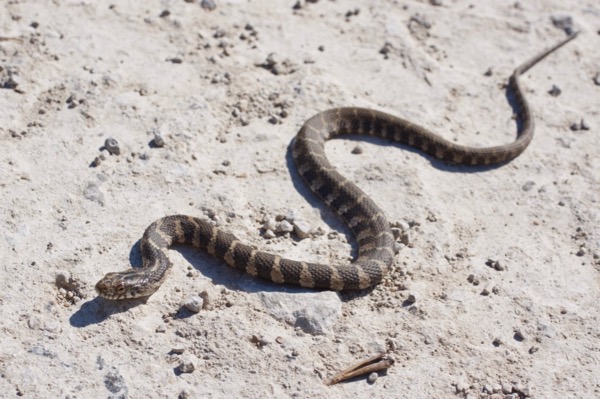 Common Watersnake (Nerodia sipedon sipedon)