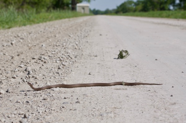 Dekay’s Brownsnake (Storeria dekayi)