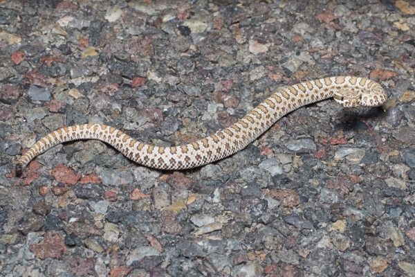 Grand Canyon Rattlesnake (Crotalus oreganus abyssus)