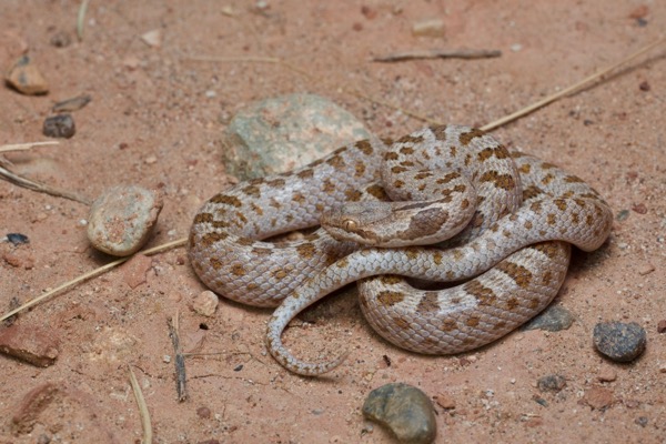 Mesa Verde Nightsnake (Hypsiglena chlorophaea loreala)