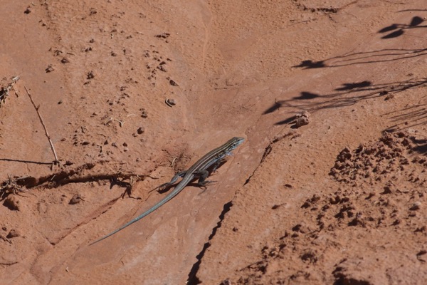 Plateau Striped Whiptail (Aspidoscelis velox)