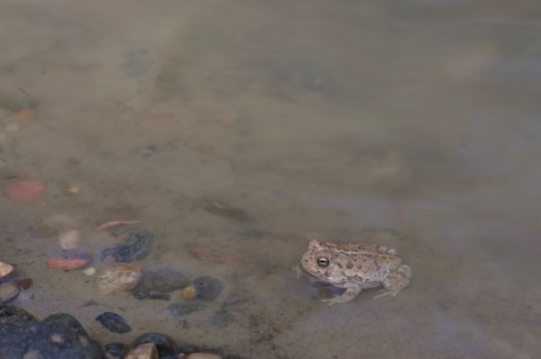 Rocky Mountain Toad (Anaxyrus woodhousii woodhousii)