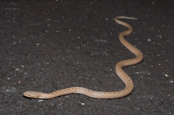 Mesa Verde Nightsnake (Hypsiglena chlorophaea loreala)