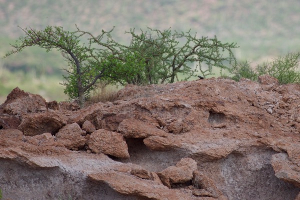 Common Chuckwalla (Sauromalus ater)