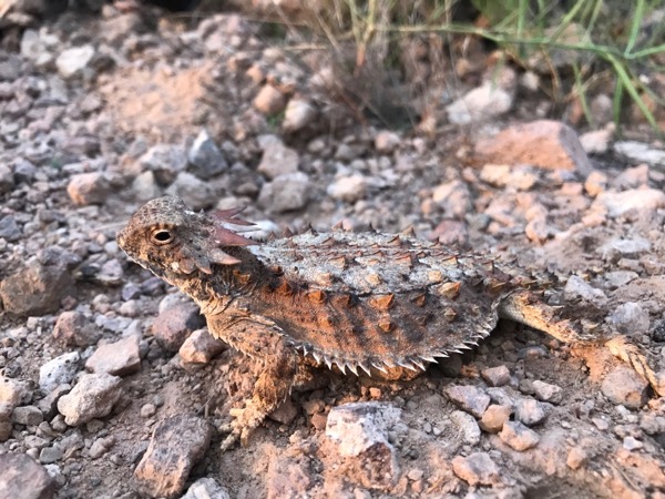 Regal Horned Lizard (Phrynosoma solare)