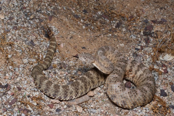 Tiger Rattlesnake (Crotalus tigris)