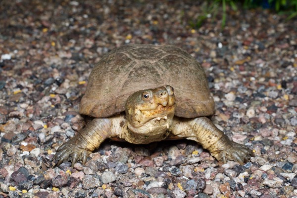 Arizona Mud Turtle (Kinosternon arizonense)