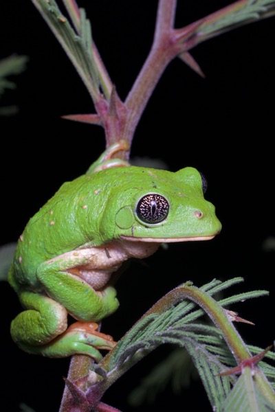 Mexican Leaf Frog (Pachymedusa dacnicolor)