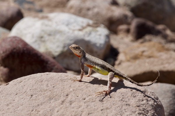 Eastern Zebra-tailed Lizard (Callisaurus draconoides ventralis)