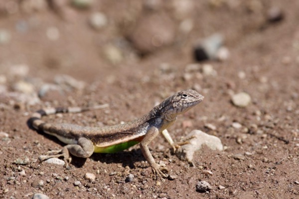 Eastern Zebra-tailed Lizard (Callisaurus draconoides ventralis)