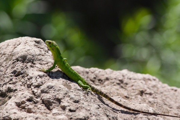 Sonoran Spiny-tailed Iguana (Ctenosaura macrolopha)