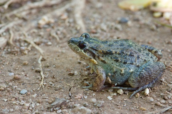 Sabinal Frog (Leptodactylus melanonotus)