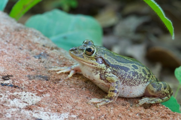 Lowland Burrowing Treefrog (Smilisca fodiens)