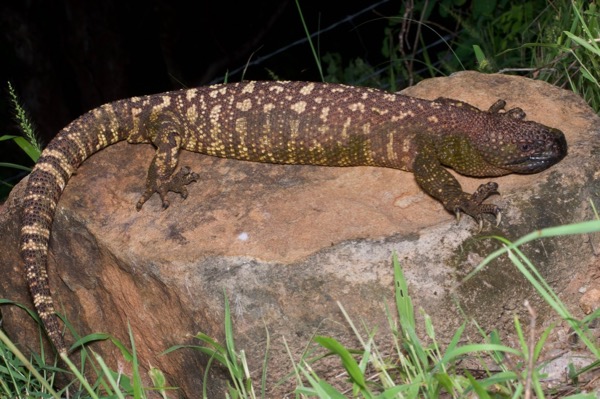 Rio Fuerte Beaded Lizard (Heloderma horridum exasperatum)