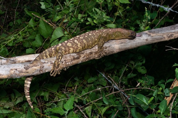 Rio Fuerte Beaded Lizard (Heloderma horridum exasperatum)