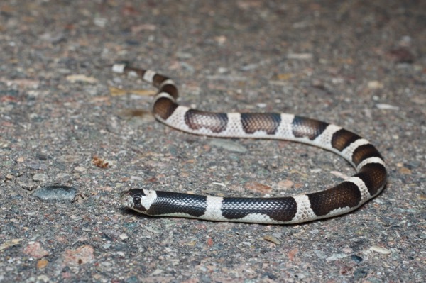 Saddled Leaf-nosed Snake (Phyllorhynchus browni)