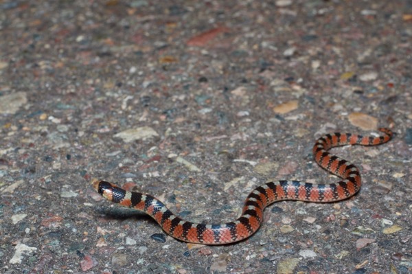 Thornscrub Hook-nosed Snake (Gyalopion quadrangulare)