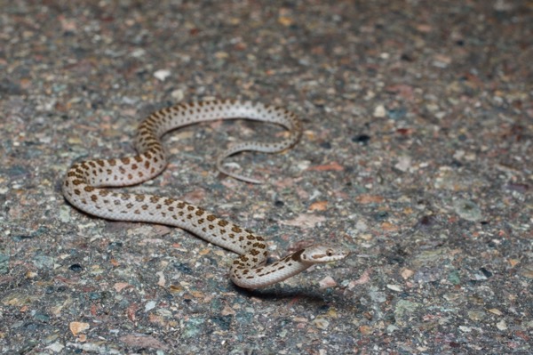 undescribed species (Hypsiglena cf. chlorophaea "Alamos")