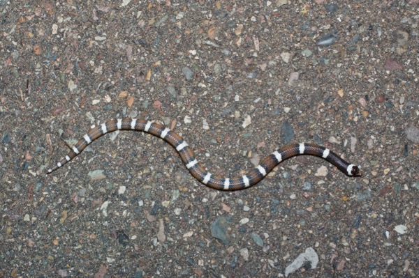 Saddled Leaf-nosed Snake (Phyllorhynchus browni)