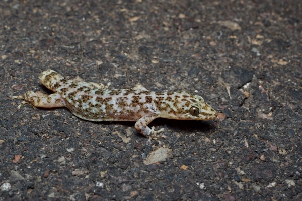 Yellow-bellied Gecko (Phyllodactylus tuberculosus saxatilis)