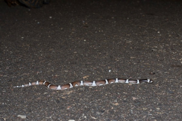 Saddled Leaf-nosed Snake (Phyllorhynchus browni)