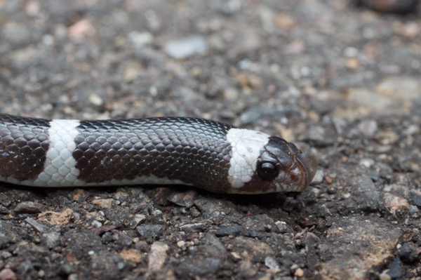 Saddled Leaf-nosed Snake (Phyllorhynchus browni)