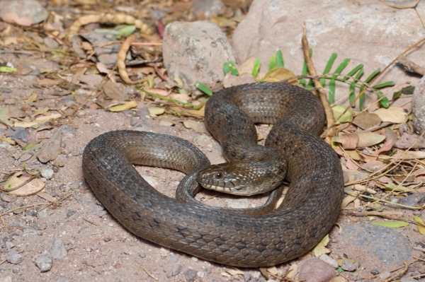 Mexican West Coast Gartersnake (Thamnophis validus validus)