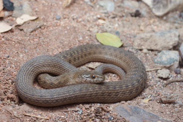 Mexican West Coast Gartersnake (Thamnophis validus validus)