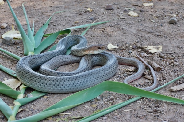 Neotropical Whipsnake (Masticophis mentovarius striolatus)