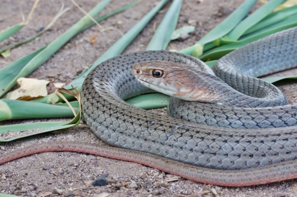 Neotropical Whipsnake (Masticophis mentovarius striolatus)