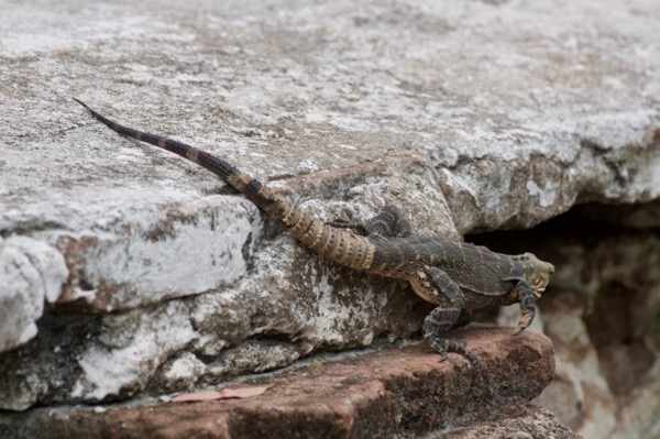 Sonoran Spiny-tailed Iguana (Ctenosaura macrolopha)