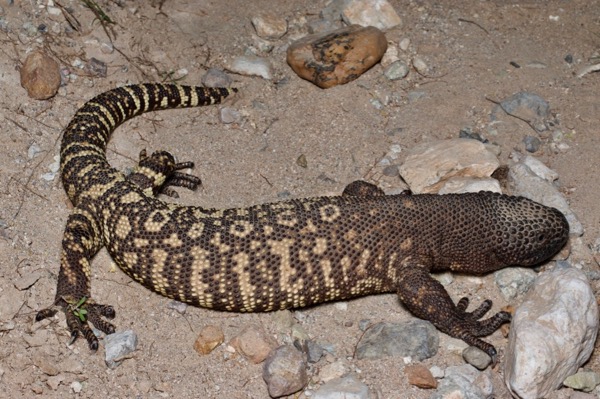 Rio Fuerte Beaded Lizard (Heloderma horridum exasperatum)