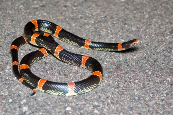 Mexican Long-nosed Snake (Rhinocheilus antonii)