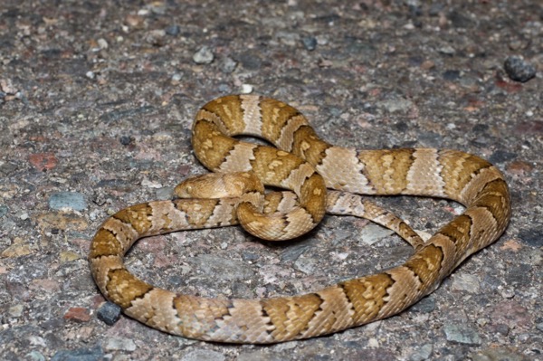 Mexican Lyresnake (Trimorphodon tau tau)