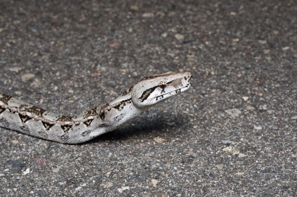 Central American Boa (Boa imperator)