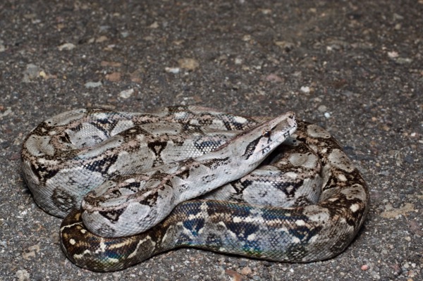 Central American Boa (Boa imperator)