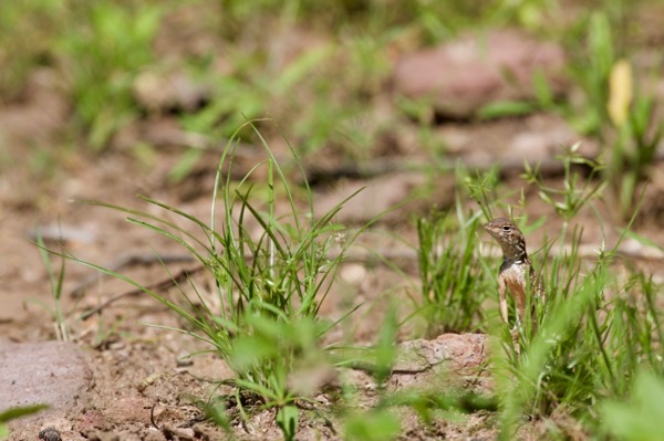 Sonoran Earless Lizard (Holbrookia elegans thermophila)