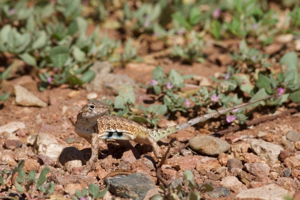 Sonoran Earless Lizard (Holbrookia elegans thermophila)