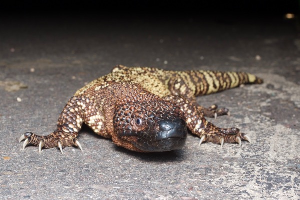 Rio Fuerte Beaded Lizard (Heloderma horridum exasperatum)