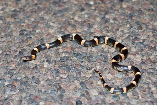 Mexican Long-nosed Snake (Rhinocheilus antonii)