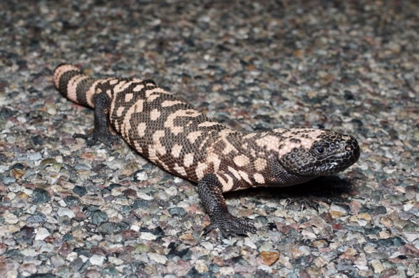 Reticulate Gila Monster (Heloderma suspectum suspectum)